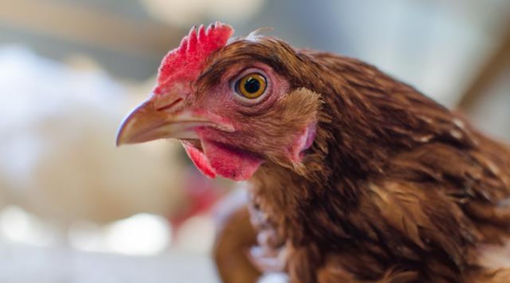 Why are US Corporate Cage-Free Campaigns Succeeding?